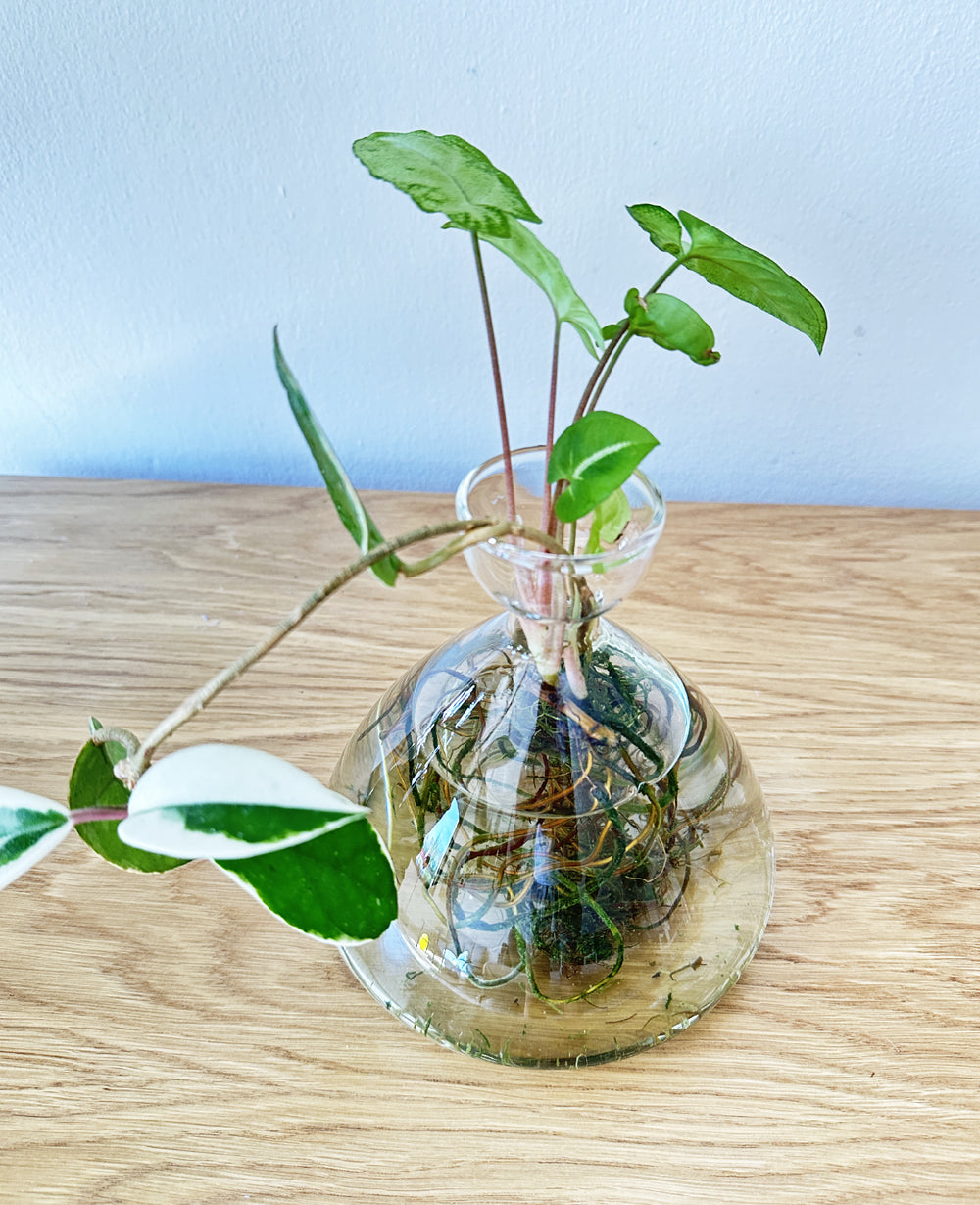 כלי זכוכית להשרשת צמחים