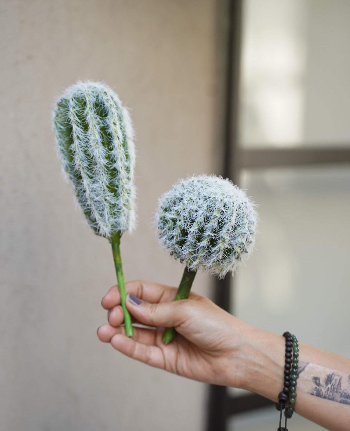 קוץ קולורדו לשתילה