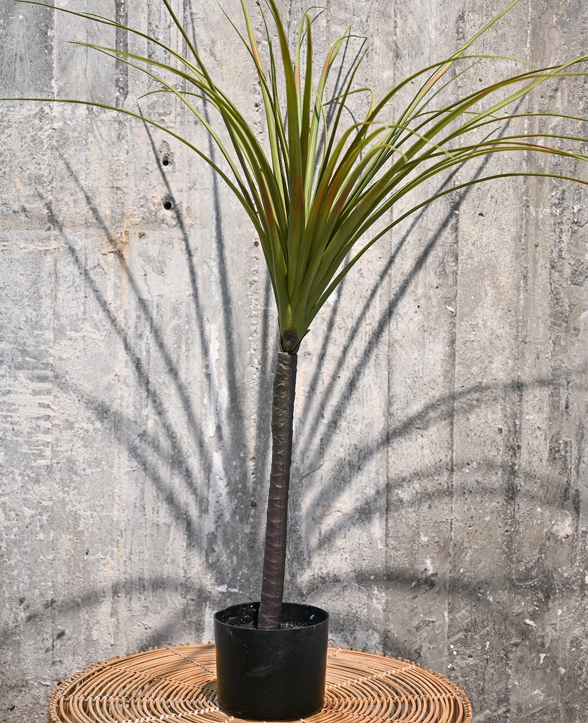 עציץ דרקון מלאכותי