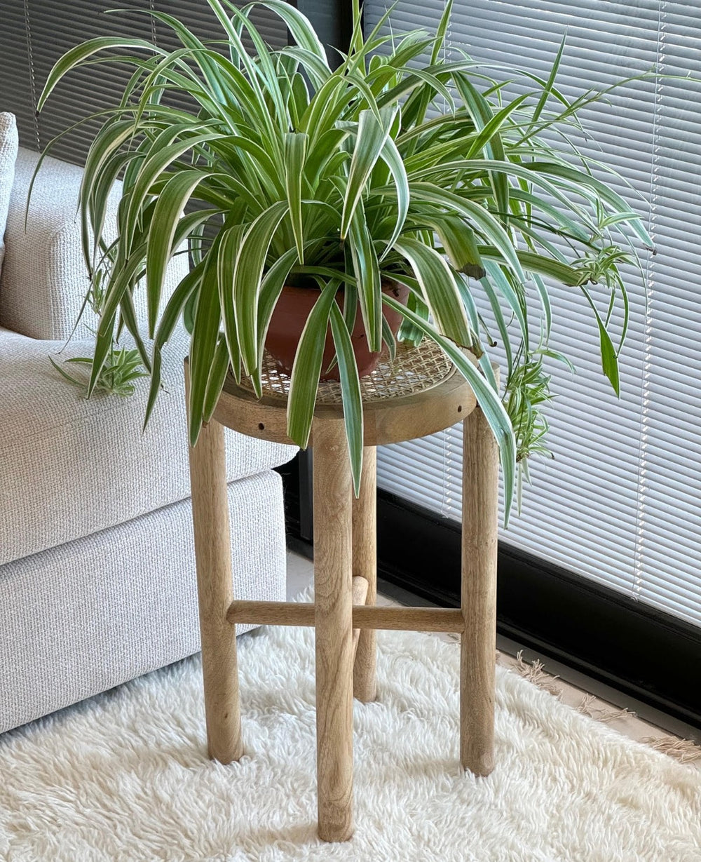 BETTY (B2B) שרפרף