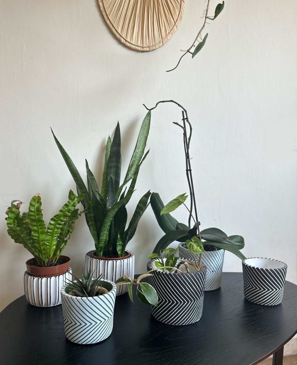 עציץ בטון וי שחור (B2B)