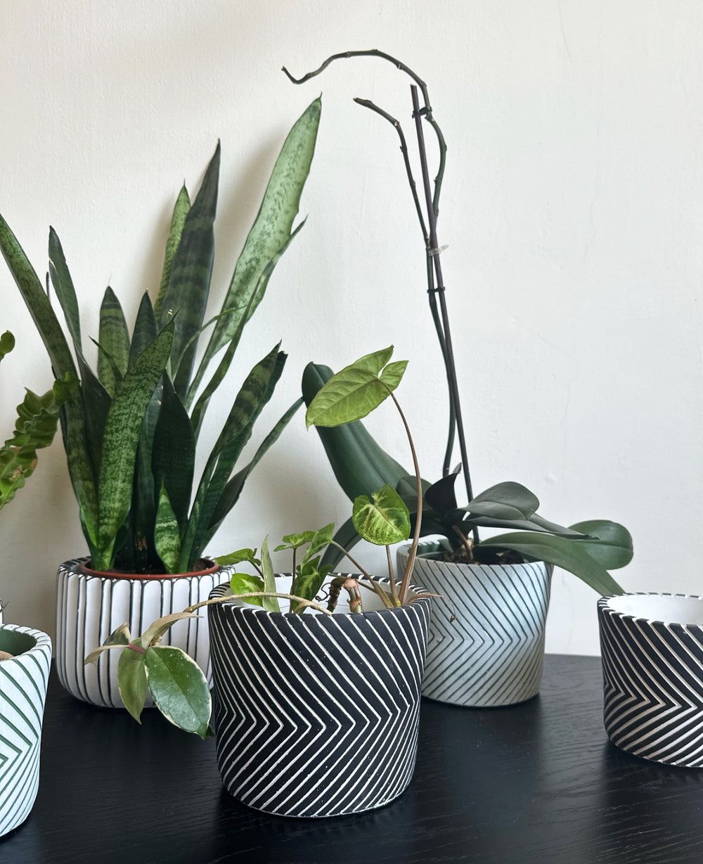 עציץ בטון וי שחור (B2B)