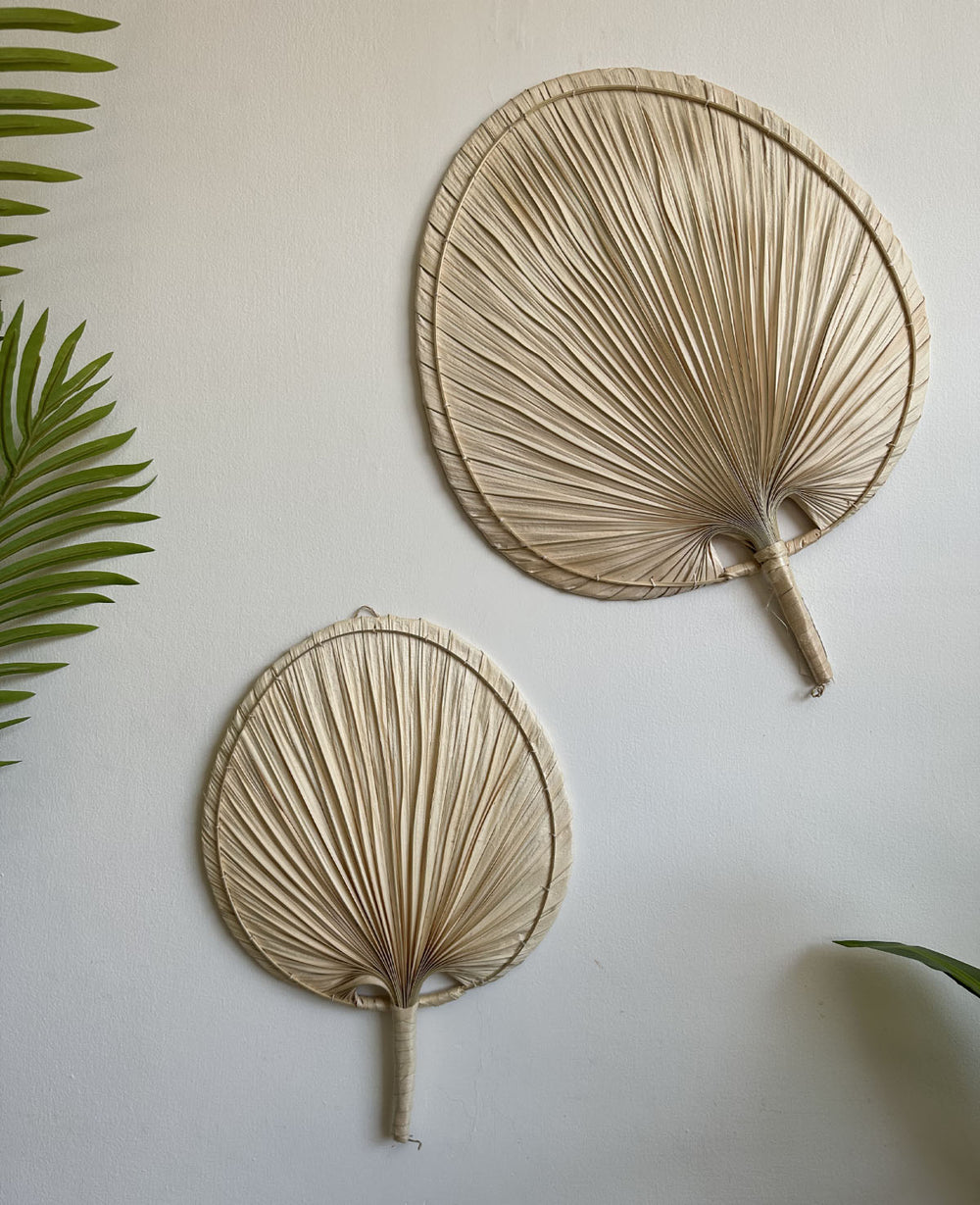 מניפת דקל שייח (B2B)