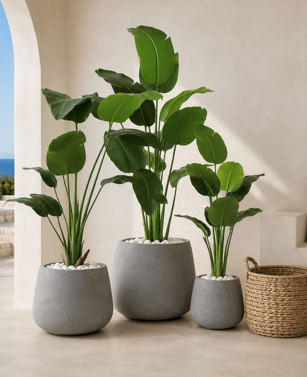 שלישיית ציפור גן עדן עם כדי קורפו
