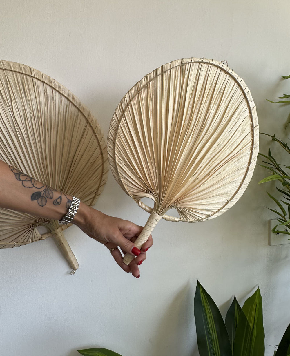 מניפת דקל שייח (B2B)