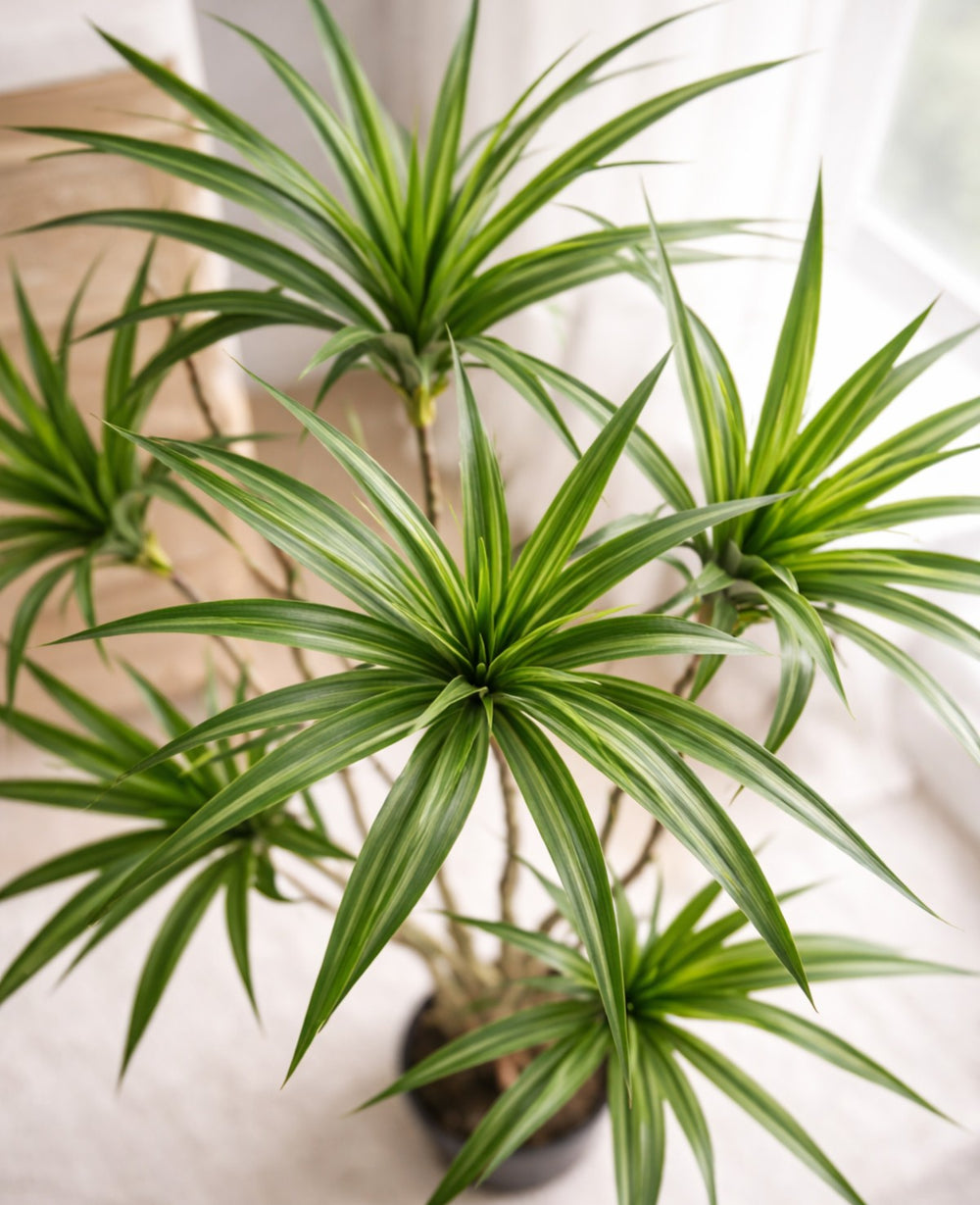 עציץ מלאכותי דרצנה