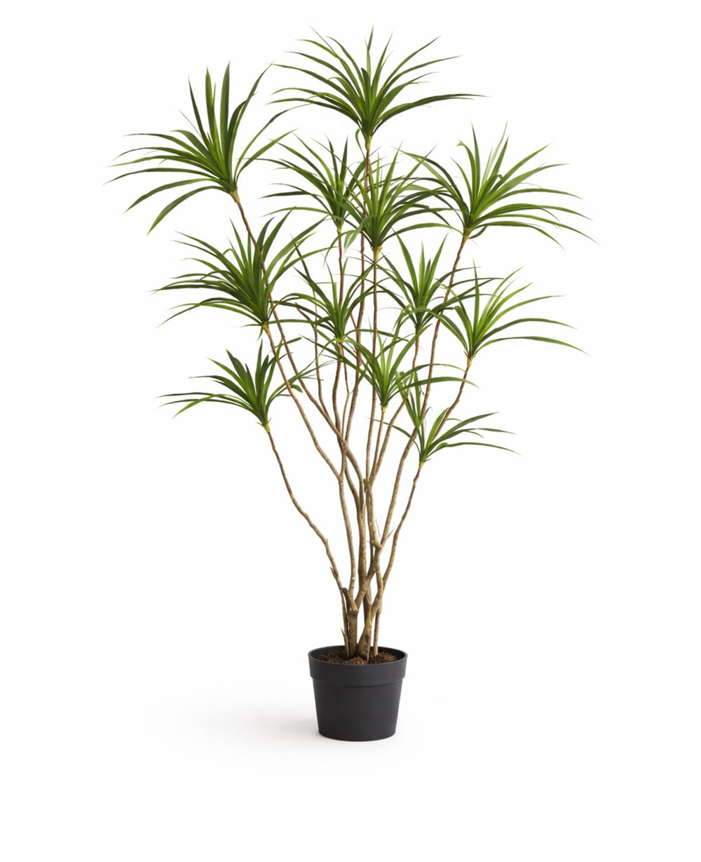 עציץ מלאכותי דרצנה