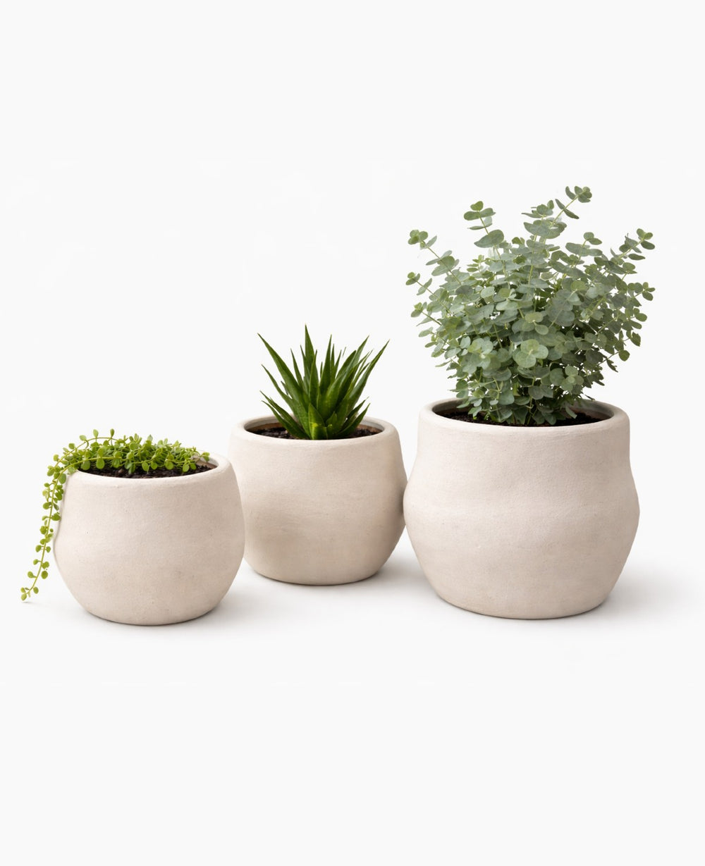 כד אליס לבן