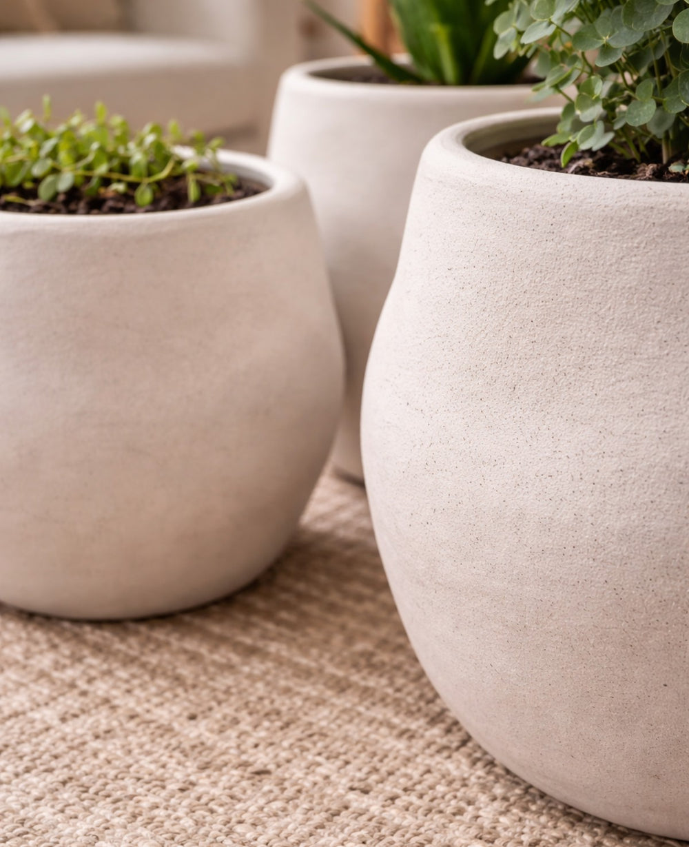 כד אליס לבן