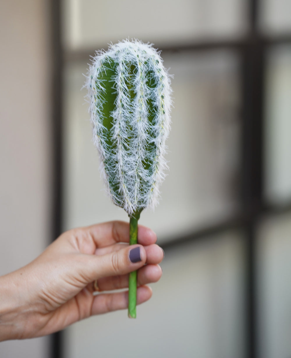 קוץ אריזונה לשתילה