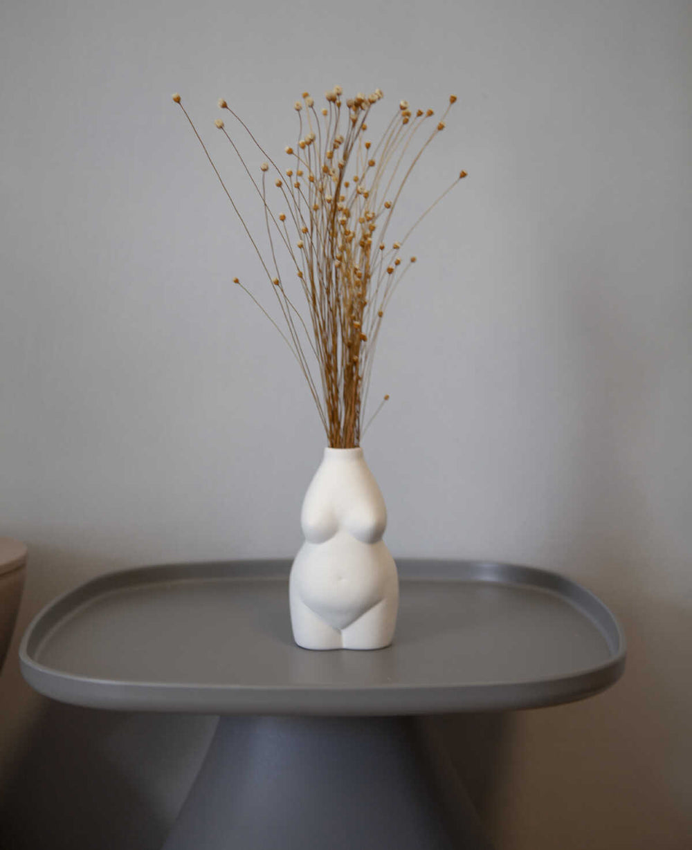 זר גיבסנית מיובש