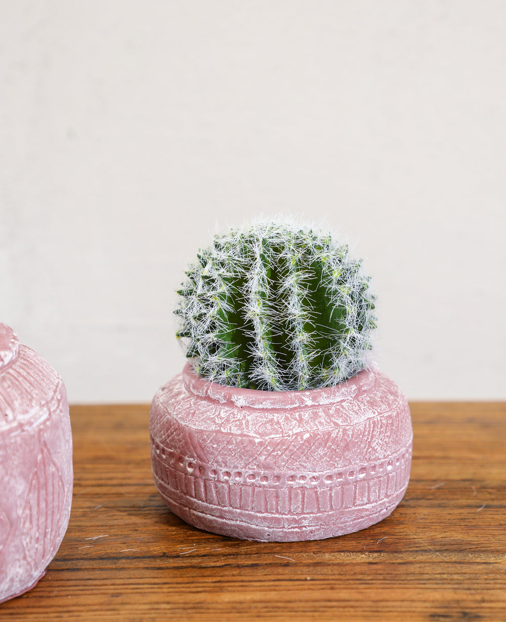 קוץ קולורדו לשתילה