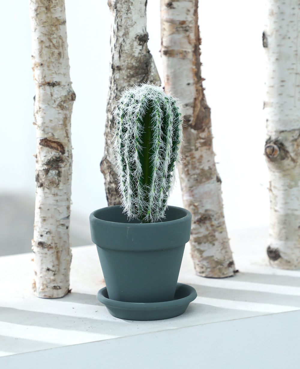 קוץ אריזונה לשתילה