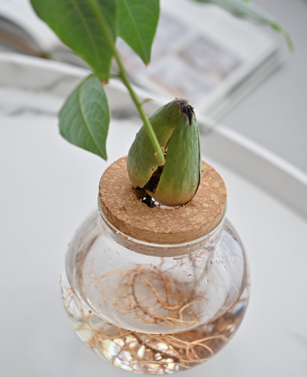 צנצנת זכוכית הידרופונית (B2B)