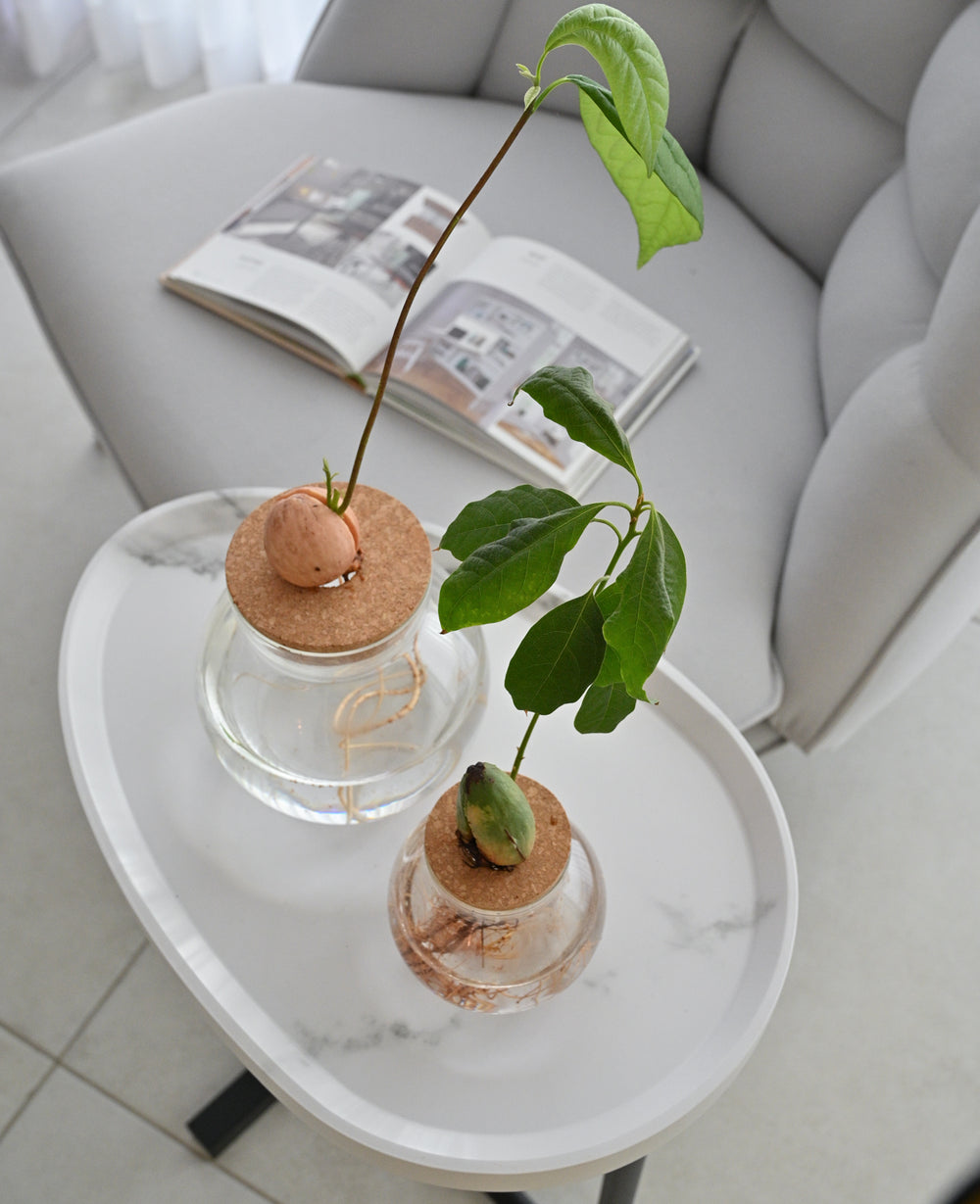 צנצנת זכוכית הידרופונית (B2B)