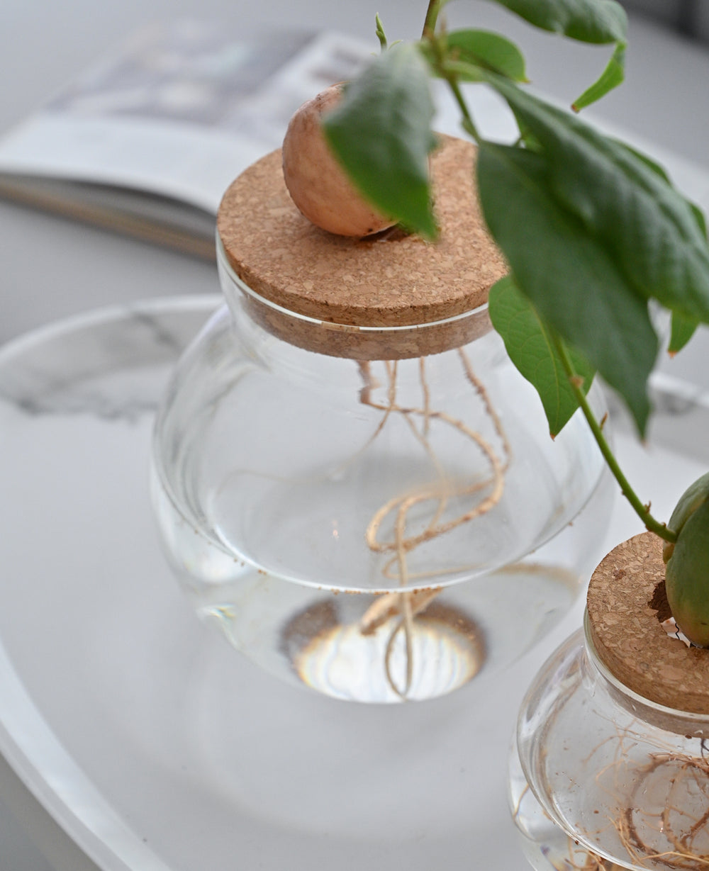 צנצנת זכוכית הידרופונית (B2B)