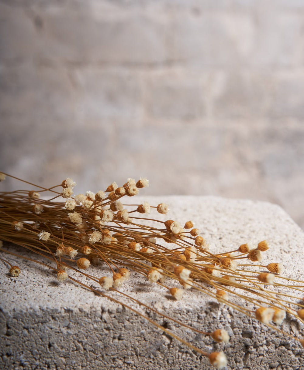 זר גיבסנית מיובש