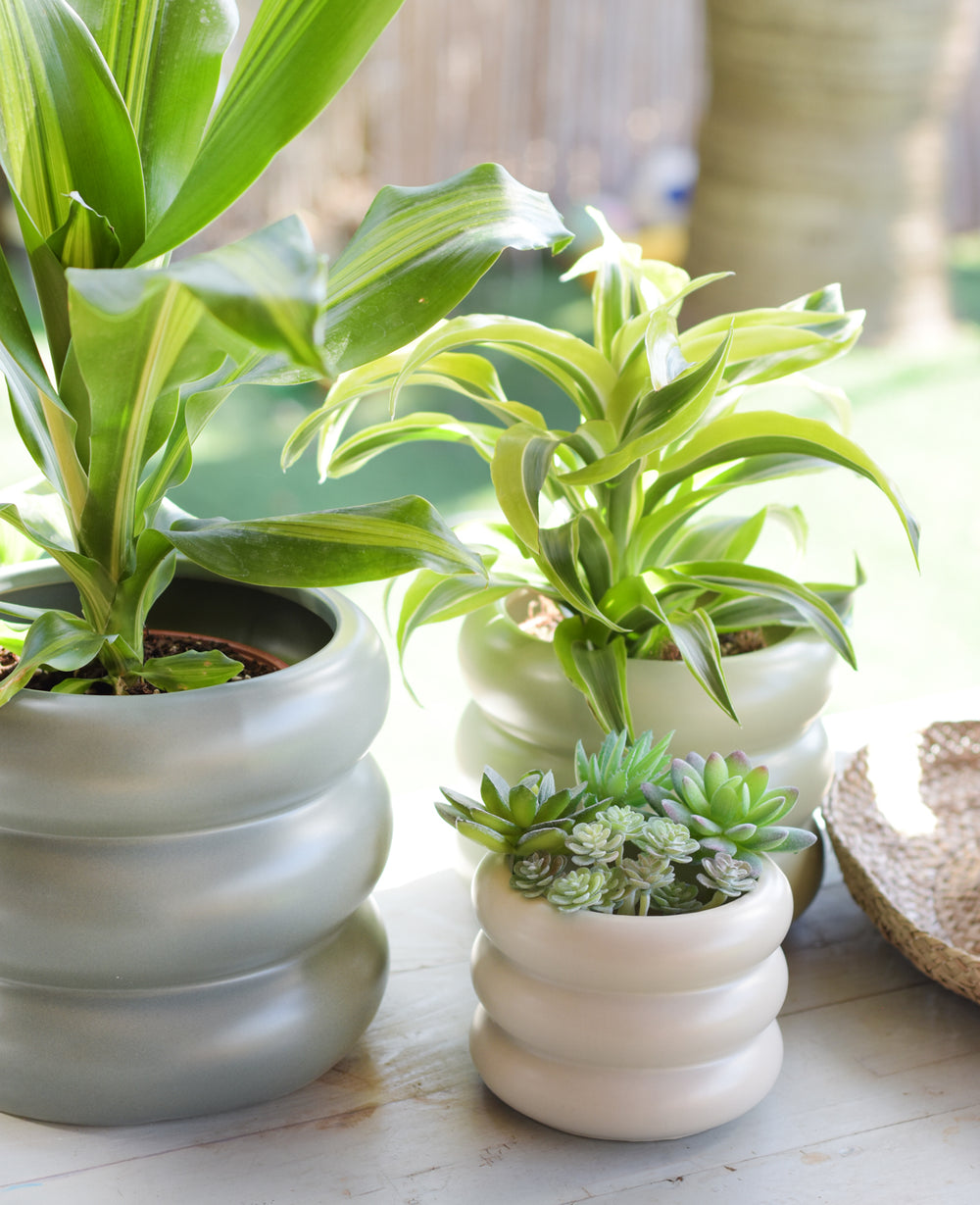 עציץ קרמיקה דונה